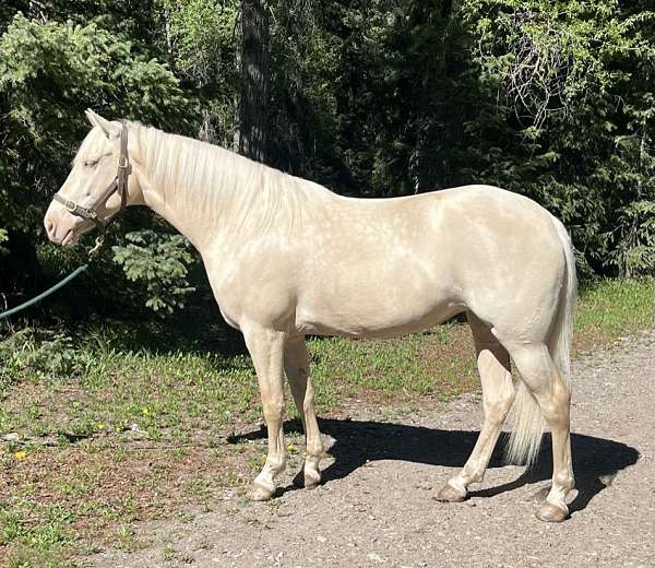 camping-kentucky-mountain-horse