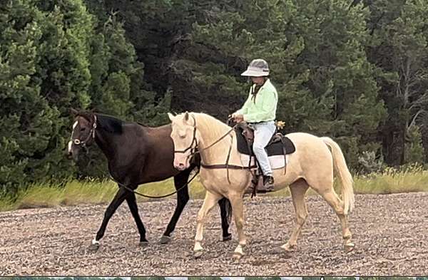 competed-kentucky-mountain-horse