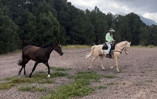 doctor-kentucky-mountain-horse