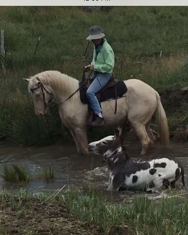 friendly-kentucky-mountain-horse