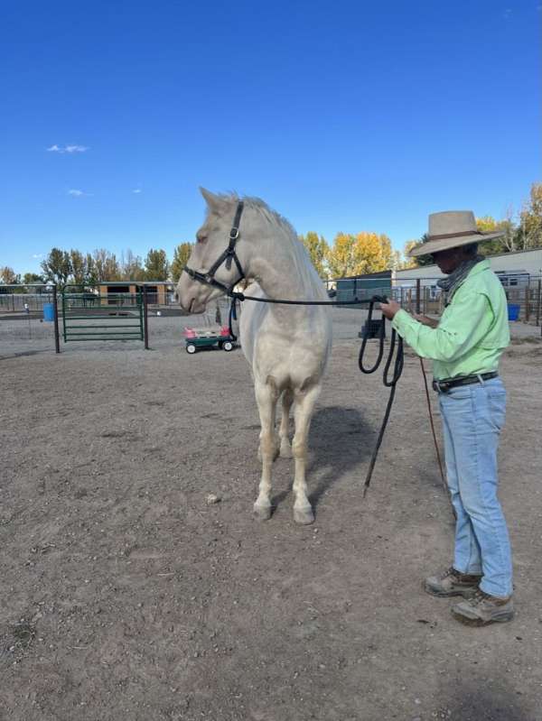 pony-club-kentucky-mountain-horse