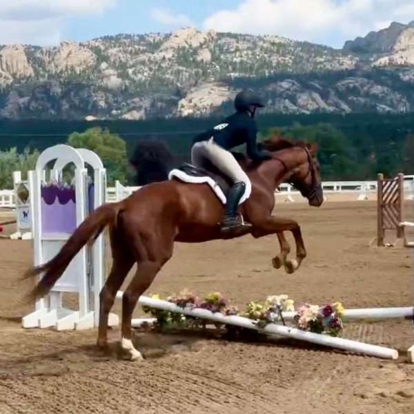 liver-chestnut-star-rh-sock-horse