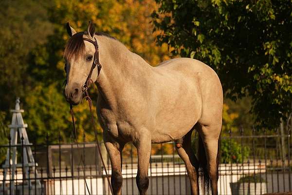 trail-riding-pony