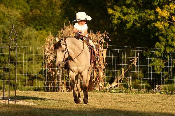 buckskin-all-around-pony