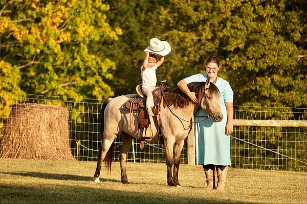 buckskin-pony-gelding