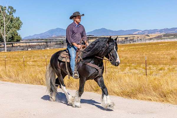 breeding-gypsy-vanner-horse