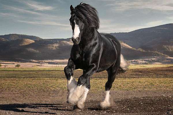 athletic-gypsy-vanner-horse