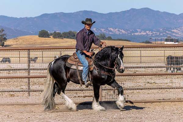 cross-gypsy-vanner-horse