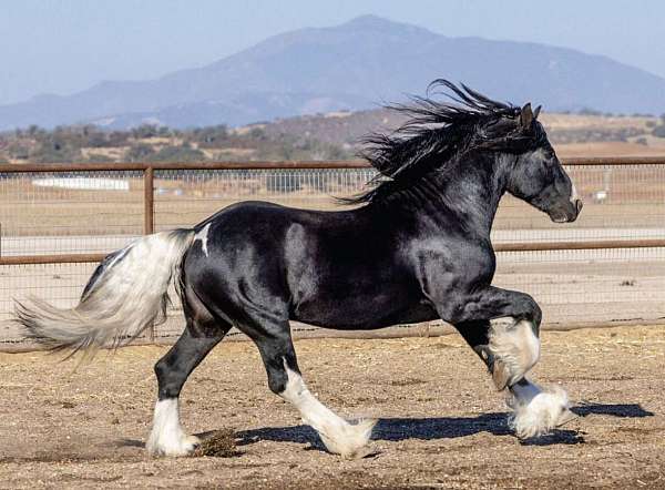 husband-safe-gypsy-vanner-horse