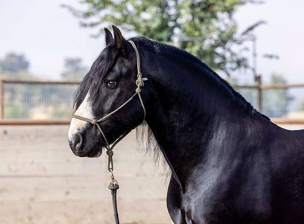 parade-gypsy-vanner-horse