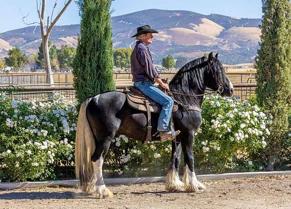 performance-gypsy-vanner-horse