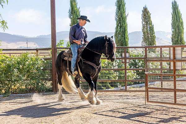 stallion-gypsy-vanner-horse