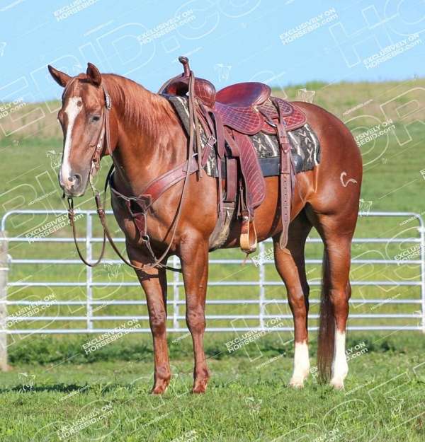 calf-roping-quarter-horse