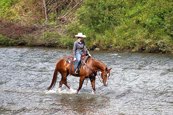 cutting-quarter-horse