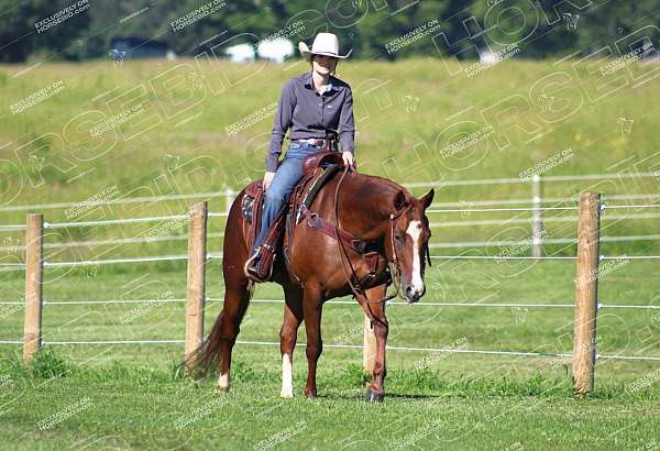 husband-safe-quarter-horse