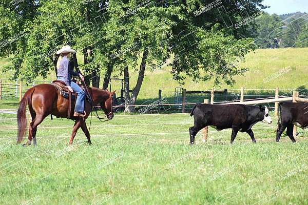 performance-quarter-horse