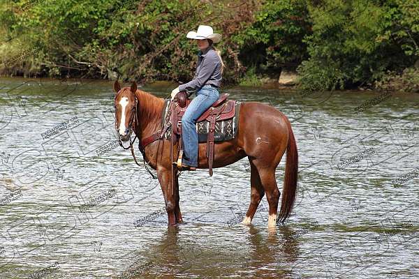 ranch-versatility-quarter-horse