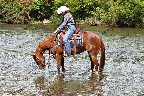 ranch-work-quarter-horse