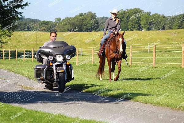 rodeo-quarter-horse