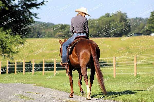 roping-quarter-horse