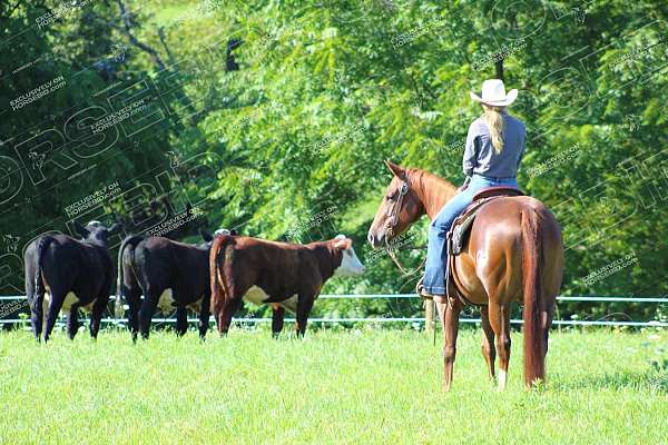 trail-riding-quarter-horse