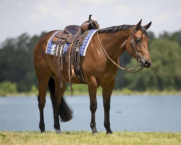 hunt-seat-equitation-quarter-horse