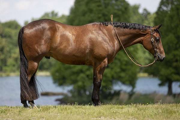 husband-safe-quarter-horse