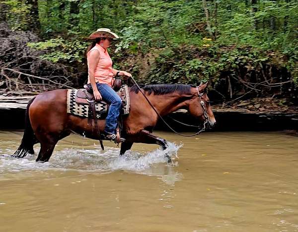 parade-quarter-horse