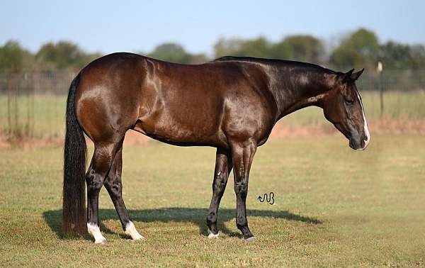 calf-roping-quarter-horse