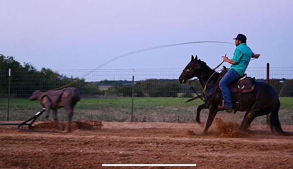 flashy-quarter-horse