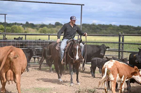 husband-safe-quarter-horse