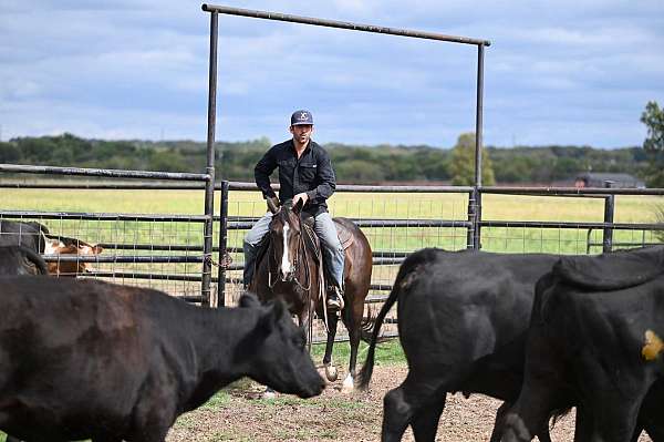 performance-quarter-horse