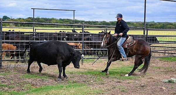 ranch-versatility-quarter-horse