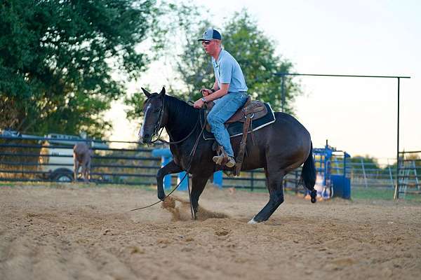 ranch-work-quarter-horse