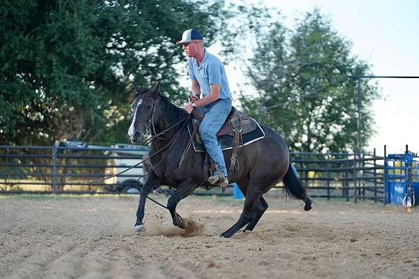 roping-quarter-horse