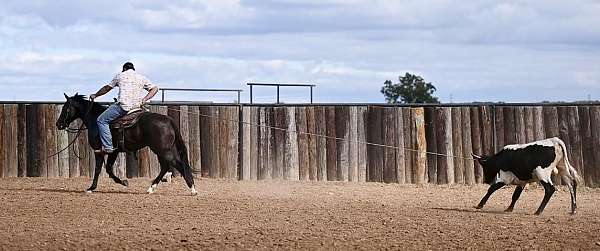 show-quarter-horse