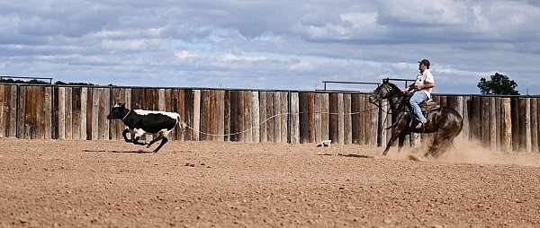 trail-riding-quarter-horse