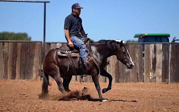 western-riding-quarter-horse