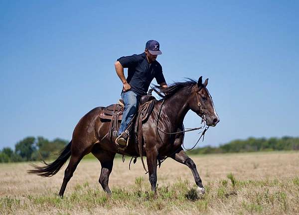 athletic-quarter-horse