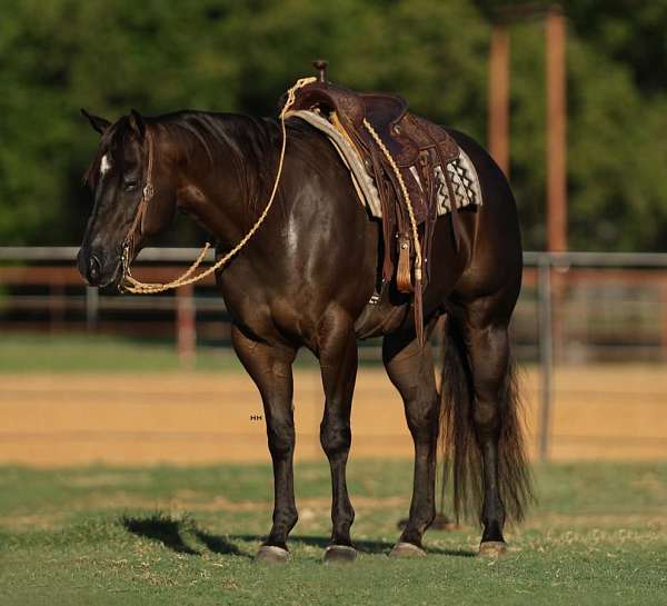 athletic-quarter-horse