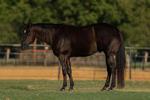 flashy-quarter-horse