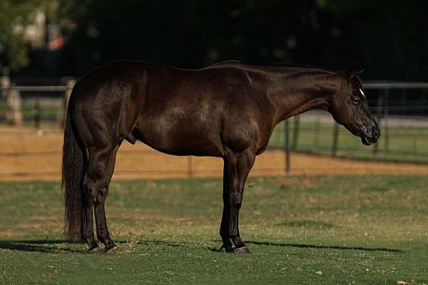 husband-safe-quarter-horse