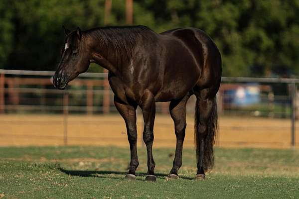 parade-quarter-horse