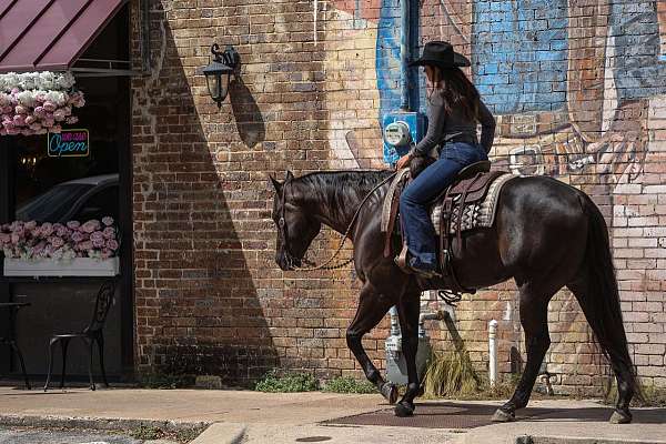 trail-quarter-horse