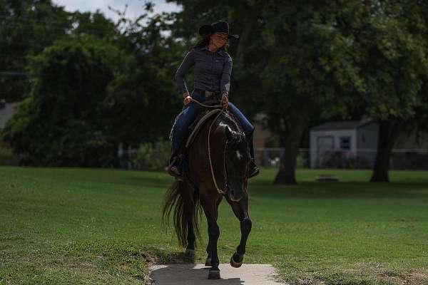 western-riding-quarter-horse