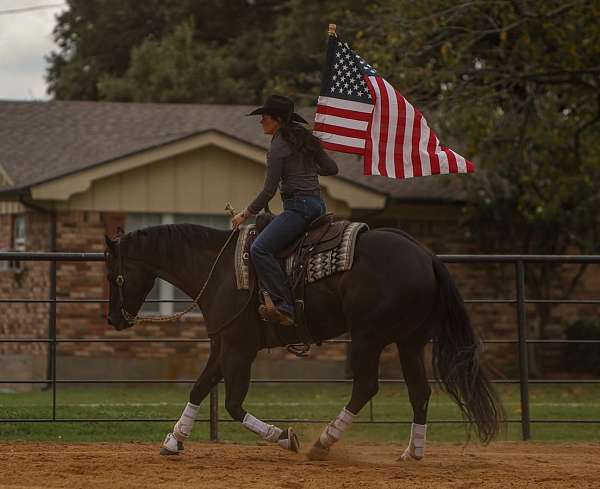 black-quarter-horse-gelding