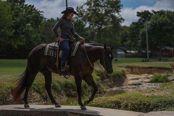 working-cattle-quarter-horse