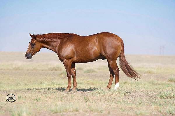 athletic-quarter-horse