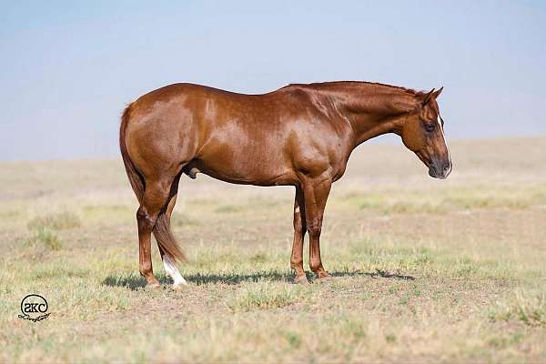 calf-roping-quarter-horse