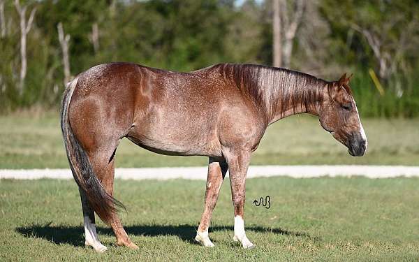 athletic-quarter-horse